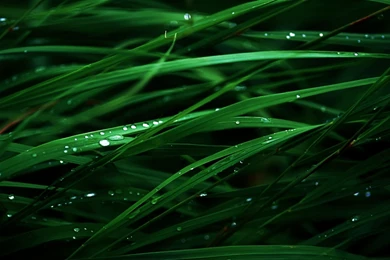Lush Green Grass   HD Wallpapers