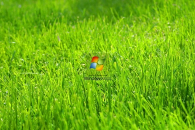 Green Grass 2015   Grasscloth Wallpapers