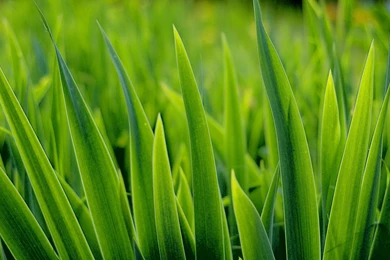 Widescreen, Golf, Beach, Wallpaper, Background, Grass, Course (