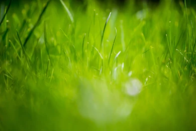 Green Grass Fields Wallpaper 2121.jpg