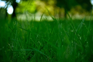 Top Green Grass Hd Desktop Images For Pinterest