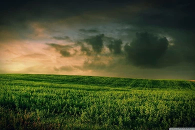 Beautiful Green Grass Field HD Desktop Wallpapers : High Definition ...