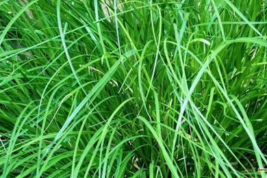 Grass Wallpapers Barbaras HD Wallpapers