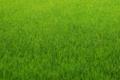 HD Grass Wallpapers