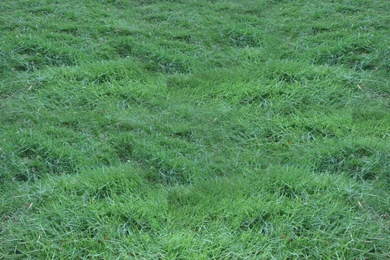 Free HD Green Grass Wallpapers