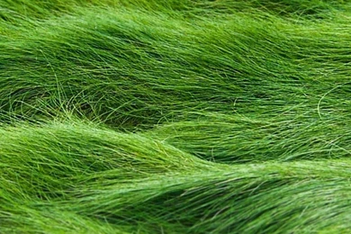 Grass Green iPhone 6 Wallpapers HD And 1080P 6 Plus Wallpapers