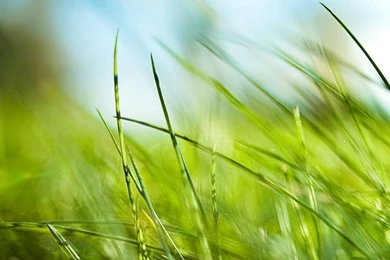 Nature Vast Desolate Grass Field iPhone 6 Wallpapers Download ...