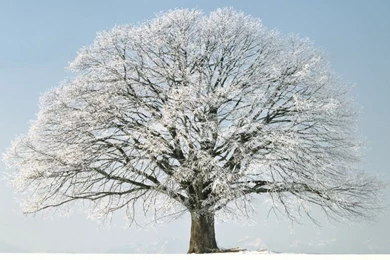 Winter Tree Snow Your Top HD Wallpapers