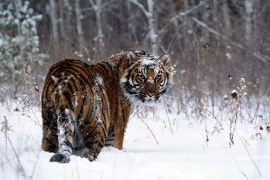 Tiger In Snow Wallpapers