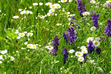 Desktop Wallpapers Wild Flowers Photo. Image № 27030