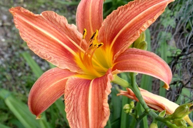 Flower Lily. Wallpapers For Desktop Photo. Image № 9774