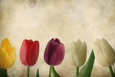 Vintage Flowers Wallpapers