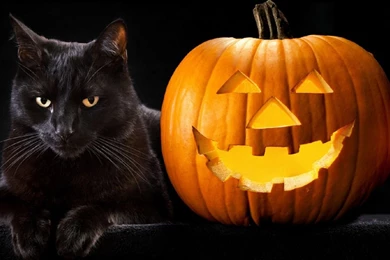 310 Halloween HD Wallpapers