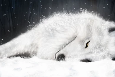 White Wolf Wallpapers   All Wallpapers New