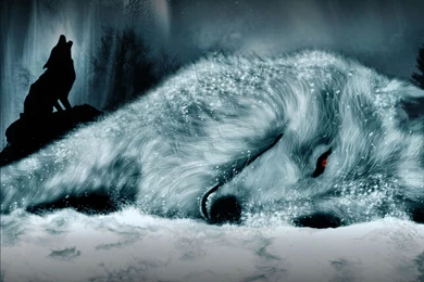 803 Wolf HD Wallpapers