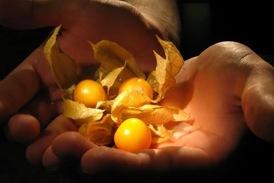 Desktop Wallpapers · Gallery · HD Notebook · Autumn Gifts Laptop ...