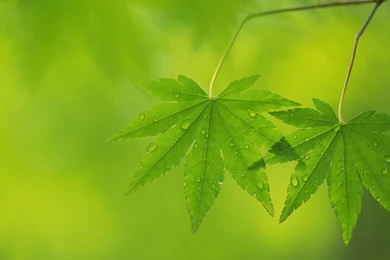 Download Wallpapers 1366x768 Leaves, Green, Light, Backgrounds ...