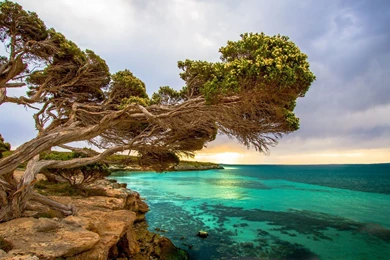 Coastal Tree Port Lincoln South Australia Wallpapers
