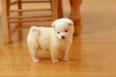 Trololo Blogg: Akita Wallpapers Hd