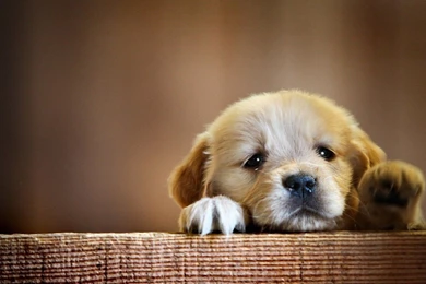 Puppy Snout Dog Hd Wallpapers