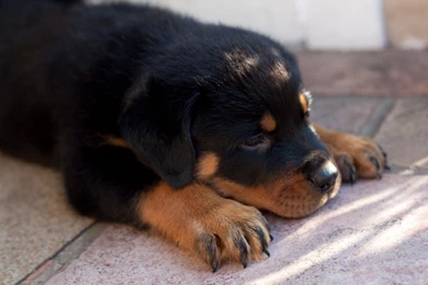 Top Rottweiler Puppy Animals Images For Pinterest