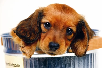 2472 Dog HD Wallpapers