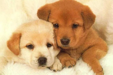Puppy wallpapers.jpg