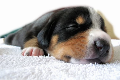 Sleeping Puppy HD Wallpaper, Sleeping Puppy Photos