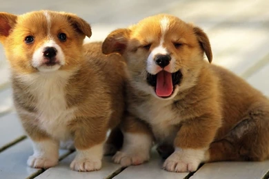 Corgi Puppy HD Wallpapers