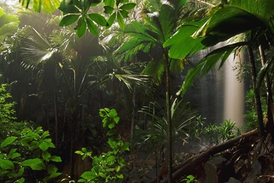 Hd Wallpapers Junglehd Wallpapers J5