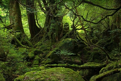 Page 2: 4K Ultra HD Jungle Wallpapers HD, Desktop Backgrounds ...