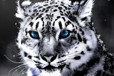White Tiger Wallpapers   Wallmanage.com