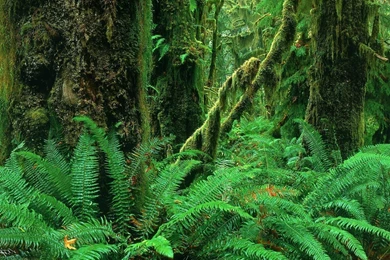 Jungle Computer Wallpapers, Desktop Backgrounds