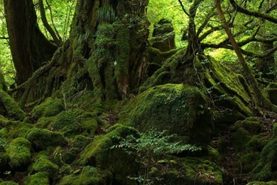 Download Wallpapers 3840x1200 Trees, Wood, Jungle, Moss, Stones ...