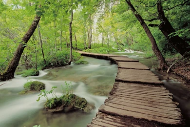 Jungle Backgrounds Hd