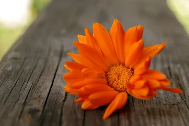Orange Flowers Wallpapers HD Pictures