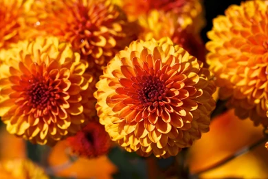 Beautiful Orange Dahlias Flower Desktop Wallpapers   1600x1200 Pixels