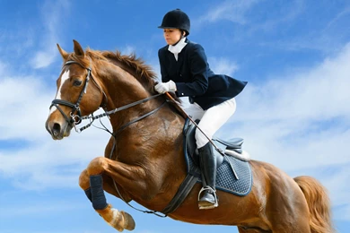 9 Show Jumping HD Wallpapers
