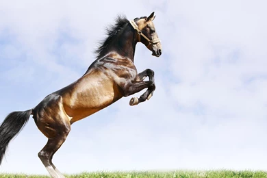 Download Wallpapers 2560x1440 Horse, Jump, Grass, Sky Mac iMac 27 ...