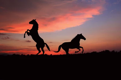 Download Horse Jumping Wallpapers Mobile