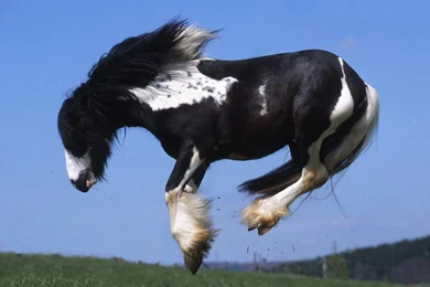 Black Horses Wallpapers   Entertainment Only