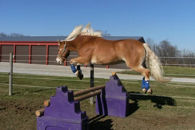Horse Jumping >> HD Wallpaper, Get It Now!