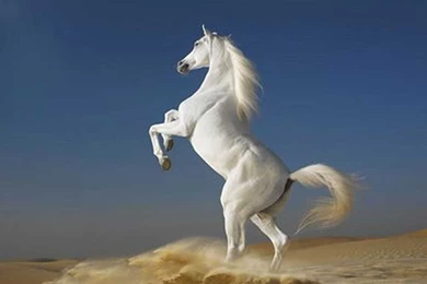 White Horse Wallpapers   Wallmanage.com