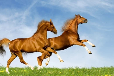 Download Wallpapers 1920x1080 Horse, Field, Grass, Jumping Full HD ...