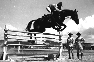 HD Animals Wallpapers: Beautiful Black Horse Pictures