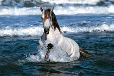 Page 11: Full HD 1080p Horse Wallpapers HD, Desktop Backgrounds ...