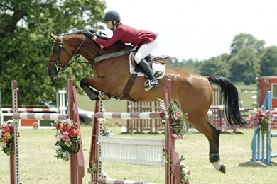 HD Animals Wallpapers: Horse Jumping Pictures