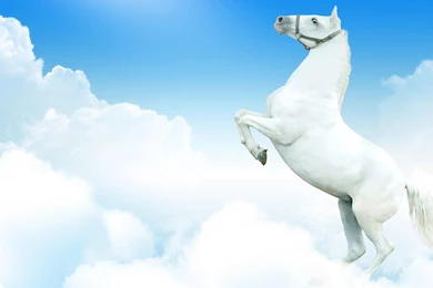 Desktop Wallpapers Horses