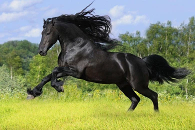 Horse Desktop Wallpapers From Arabian To Wild Mustangs All In HD