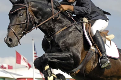 HD Animals Wallpapers: Black Horse Jumping Pictures